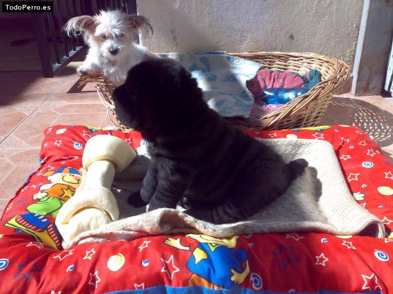 La foto del perro