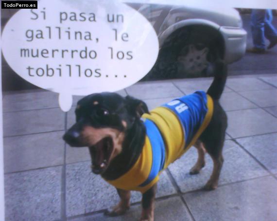 La foto del perro