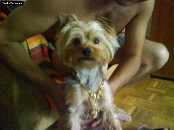 La foto del perro