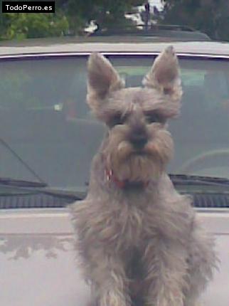 La foto del perro