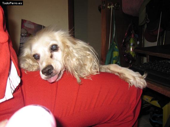 La foto del perro