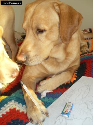La foto del perro