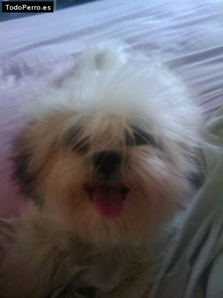 La foto del perro