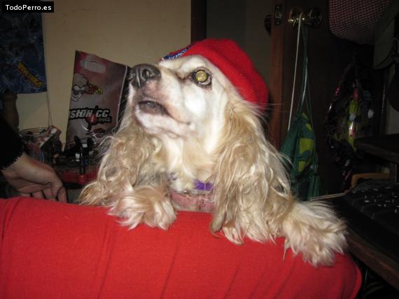 La foto del perro