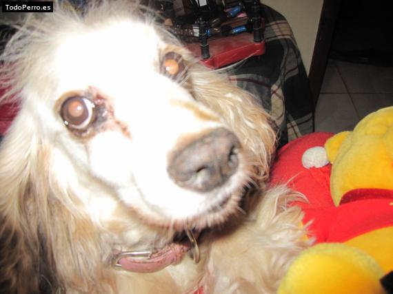 La foto del perro