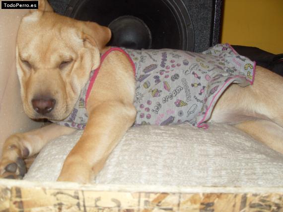 La foto del perro