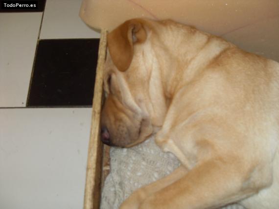La foto del perro