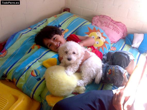 La foto del perro