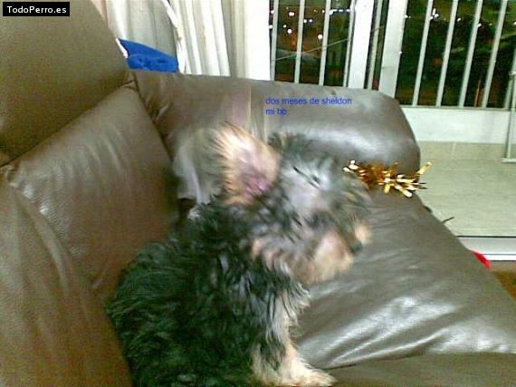 La foto del perro