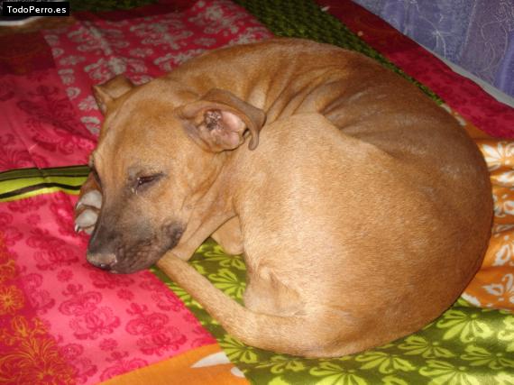 La foto del perro