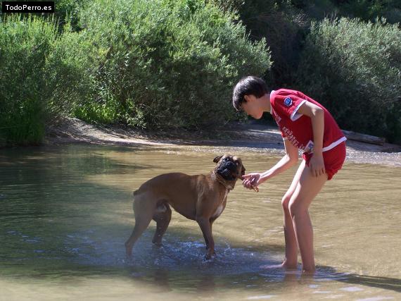 La foto del perro