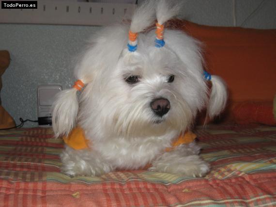 La foto del perro