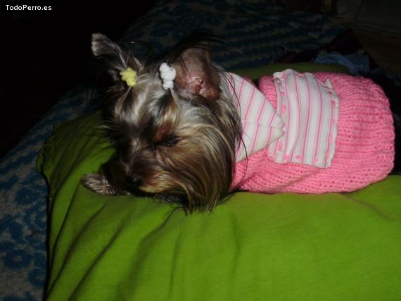 La foto del perro