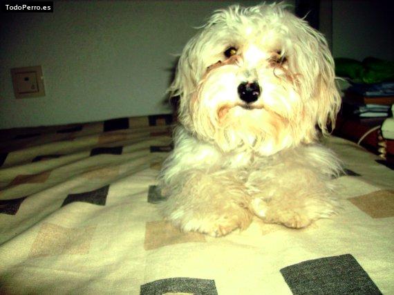 La foto del perro