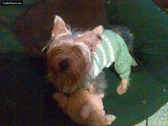 La foto del perro