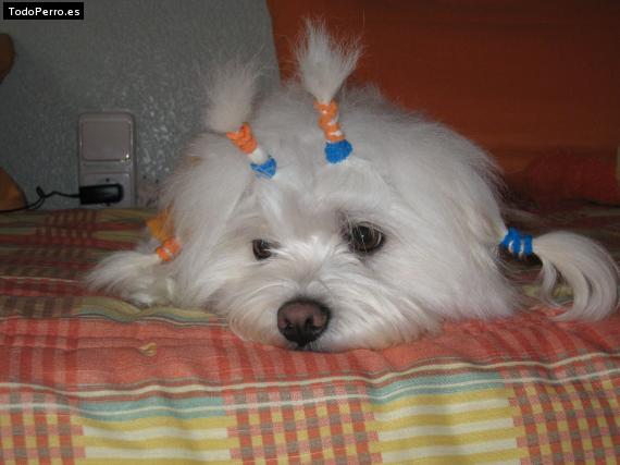 La foto del perro