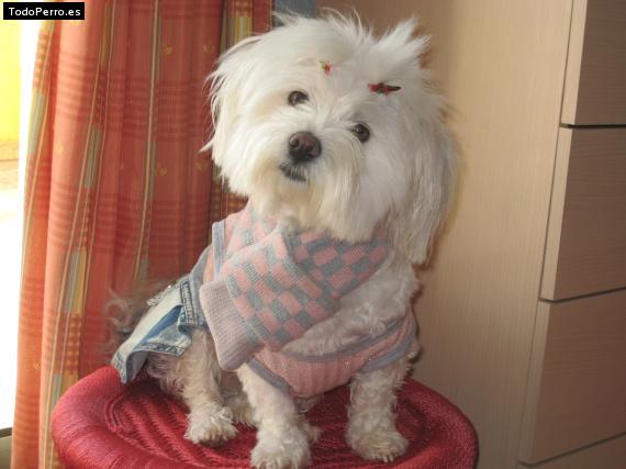 La foto del perro