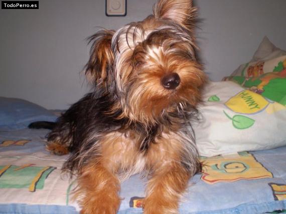 La foto del perro