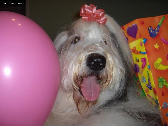 La foto del perro