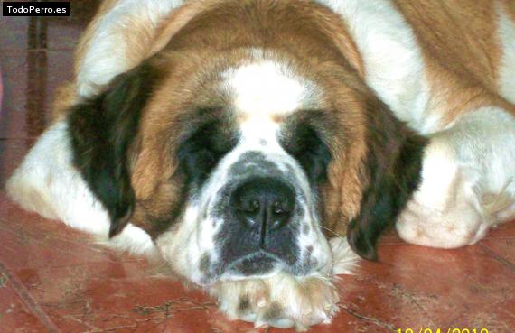 La foto del perro