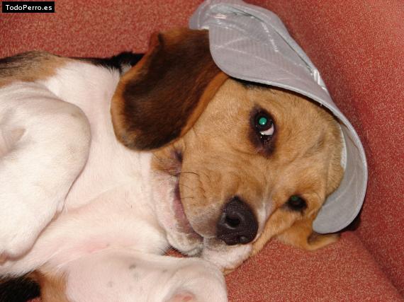 La foto del perro
