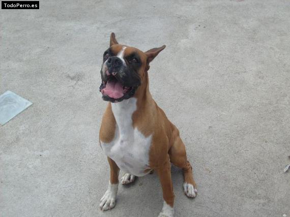 La foto del perro