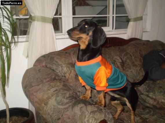 La foto del perro