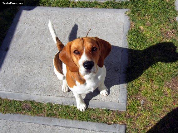 La foto del perro