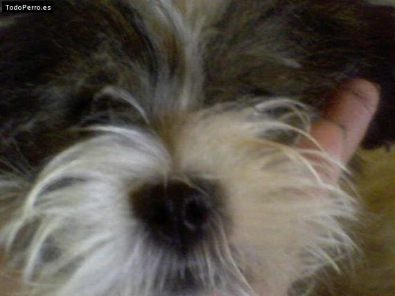 La foto del perro