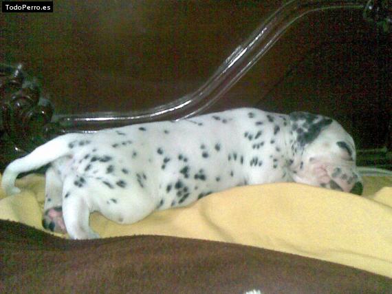 Foto del perro Rabito