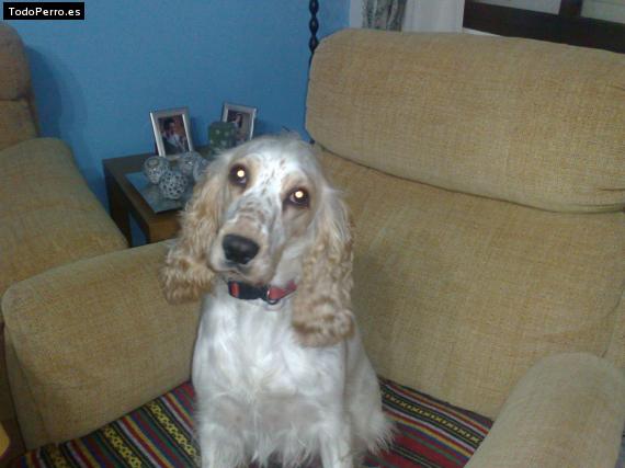 La foto del perro