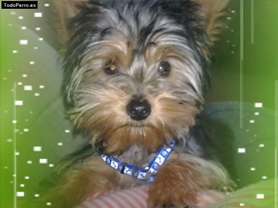 La foto del perro