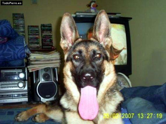 La foto del perro