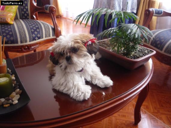La foto del perro