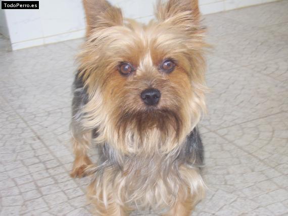 La foto del perro