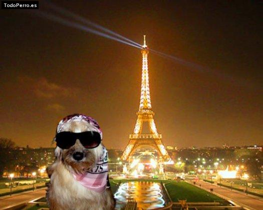 La foto del perro