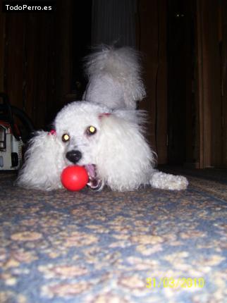 La foto del perro