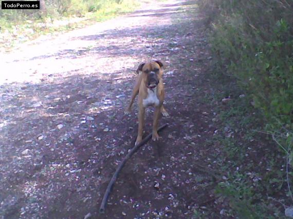 La foto del perro