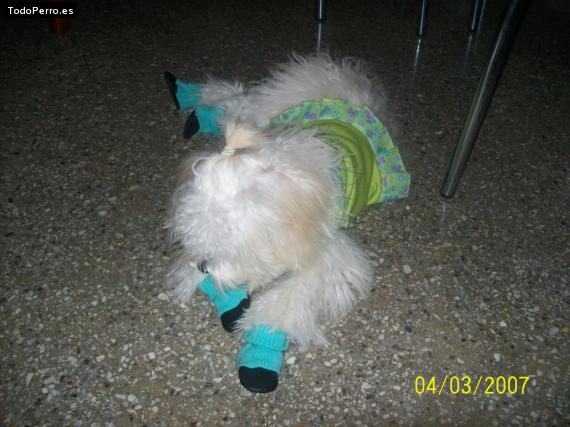 La foto del perro
