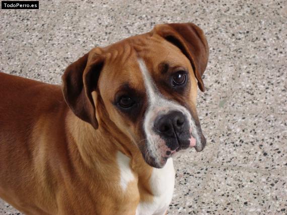 La foto del perro
