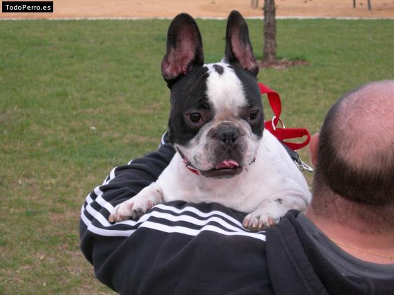 La foto del perro