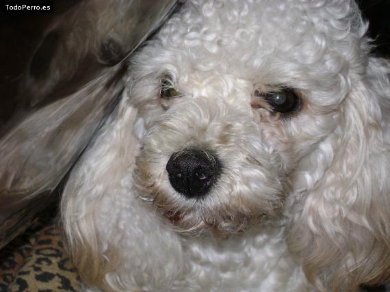 La foto del perro