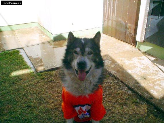 La foto del perro