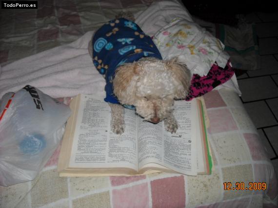 La foto del perro
