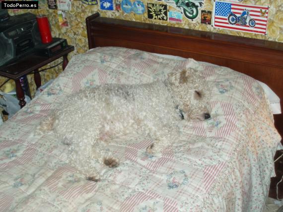 La foto del perro
