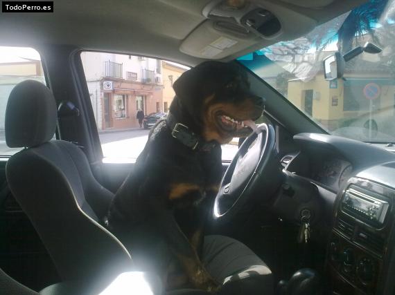 La foto del perro