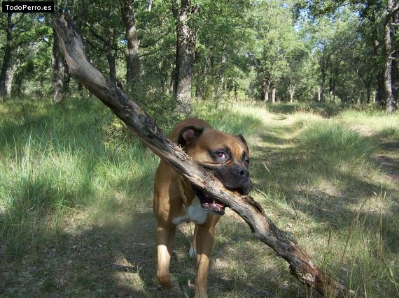 La foto del perro
