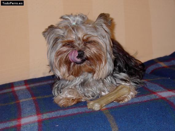 La foto del perro