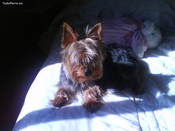 La foto del perro