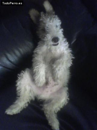 Foto del perro Roko